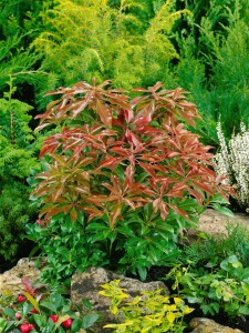 Pieris japonica Mountain Fire 40- 50 cm