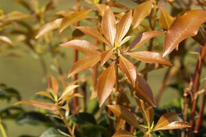 Pieris japonica Mountain Fire 40- 50 cm