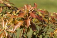 Pieris japonica Mountain Fire 40- 50 cm