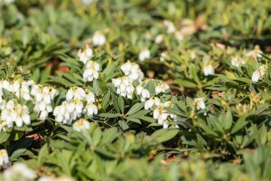 Pieris japonica Prelude 5 L 30- 40