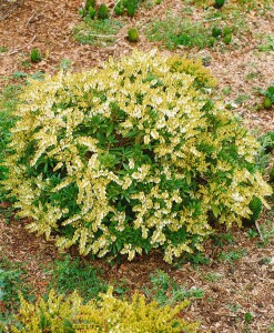 Pieris japonica Prelude 5 L 30- 40