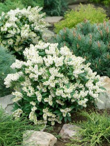 Pieris japonica Prelude 5 L 30- 40