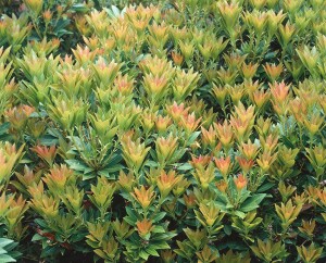 Pieris japonica Prelude 5 L 30- 40