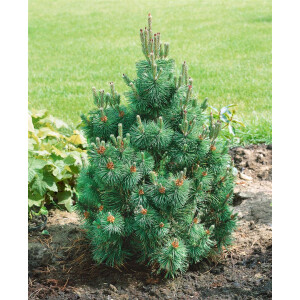 Pinus mugo Alpenzwerg C 4 25-  30