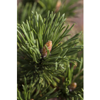 Pinus mugo Alpenzwerg C 5 30-  40