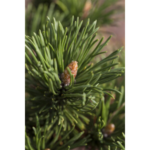 Pinus mugo Alpenzwerg C 10 50-  60