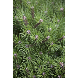 Pinus mugo Benjamin 15- 20 cm
