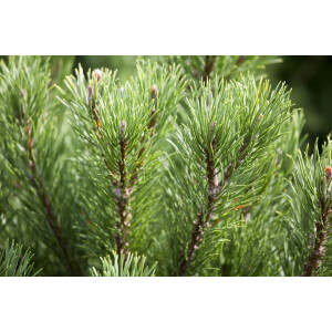 Pinus mugo Carstens Wintergold 2L 15-  20