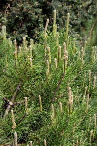 Pinus mugo Pumilio 5L 25-  30