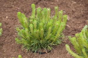 Pinus mugo Pumilio 5L 25-  30