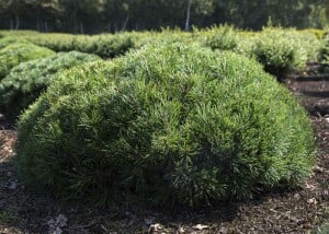 Pinus mugo Pumilio 5L 25-  30