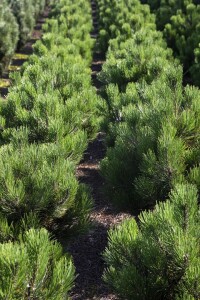 Pinus mugo Pumilio 5L 25-  30