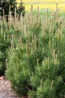 Pinus mugo Pumilio 5L 25-  30