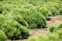 Pinus mugo Pumilio 5L 25-  30