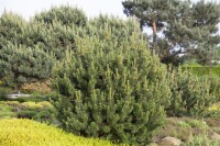 Pinus mugo Pumilio 5L 25-  30