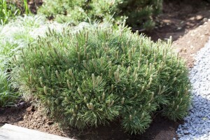 Pinus mugo Pumilio 40- 50 cm