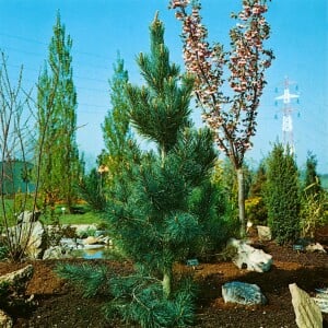 Pinus parviflora Glauca mB 40-  50