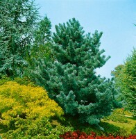 Pinus parviflora Glauca mB 40-  50