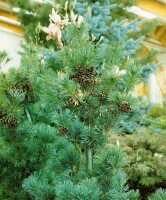 Pinus parviflora Glauca mB 40-  50