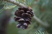 Pinus parviflora Glauca mB 40-  50