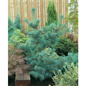Pinus parviflora Schoons Bonsai C 3 25-  30