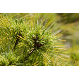 Pinus strobus Minima 20- 25 cm