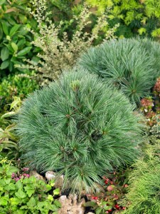 Pinus strobus Minima C 7,5 30-  40