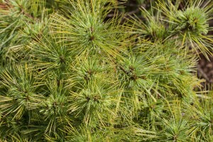 Pinus strobus Minima C 7,5 30-  40