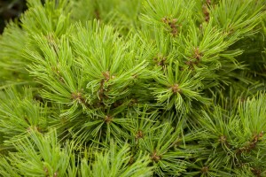 Pinus strobus Minima C 7,5 30-  40