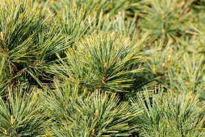 Pinus strobus Minima C 7,5 30-  40