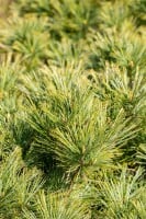 Pinus strobus Minima C 7,5 30-  40