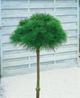 Pinus strobus Minima C 7,5 30-  40