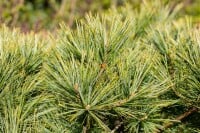 Pinus strobus Minima C 7,5 30-  40