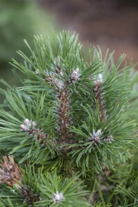 Pinus uncinata Grüne Welle 15- 20 cm