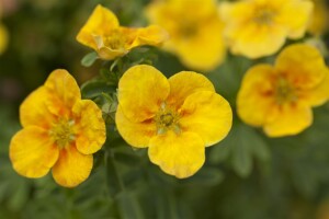 Potentilla gelb 9 cm Topf - Größe nach Saison 15-  20