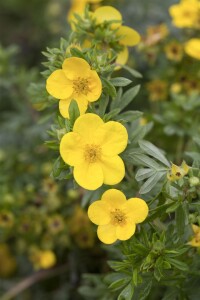 Potentilla gelb 9 cm Topf - Größe nach Saison 15-  20