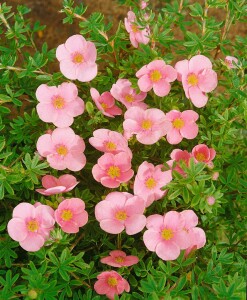 Potentilla rosa 9 cm Topf - Größe nach Saison 15-  20