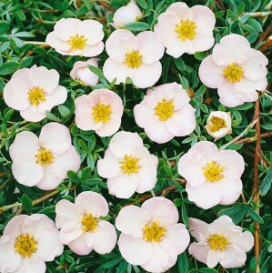 Potentilla rosa 9 cm Topf - Größe nach Saison 15-  20