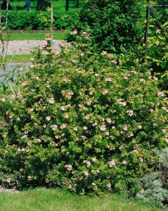 Potentilla rosa 9 cm Topf - Größe nach Saison 15-  20