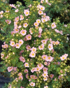 Potentilla rosa 9 cm Topf - Größe nach Saison 15-  20