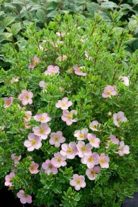 Potentilla rosa 9 cm Topf - Größe nach Saison 15-  20