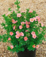 Potentilla rosa 9 cm Topf - Größe nach Saison 15-  20