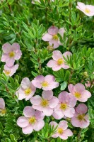 Potentilla rosa 9 cm Topf - Größe nach Saison 15-  20