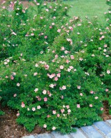 Potentilla rosa 9 cm Topf - Größe nach Saison 15-  20