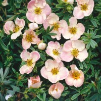 Potentilla rosa 9 cm Topf - Größe nach Saison 15-  20