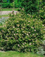 Potentilla rosa 9 cm Topf - Größe nach Saison 15-  20