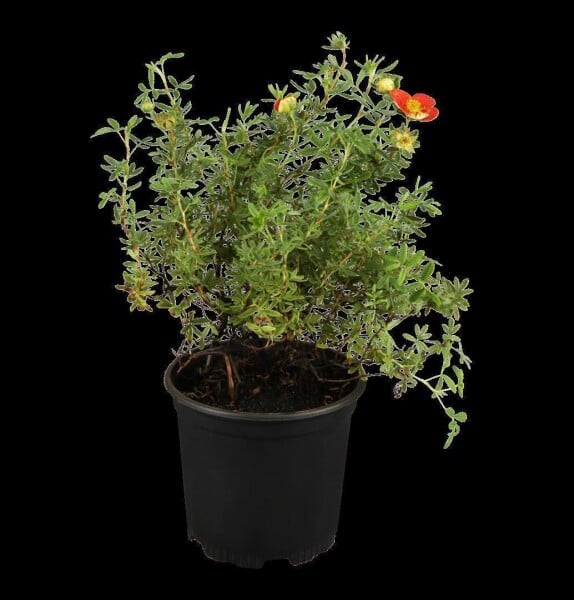 Potentilla rot 9 cm Topf - Größe nach Saison 15-  20