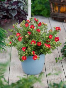 Potentilla rot 9 cm Topf - Größe nach Saison 15-  20