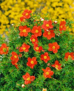 Potentilla rot 9 cm Topf - Größe nach Saison 15-  20