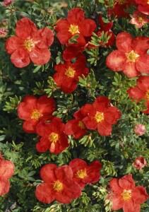 Potentilla rot 9 cm Topf - Größe nach Saison 15-  20